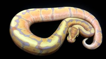 Ball python unboxing video