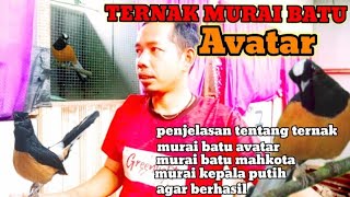 ternak murai batu  Avatar || murai mahkota 👑 || murai kepala putih
