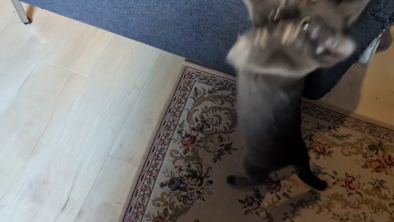 npo catnip : アプリコットくん