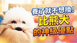 Once you own one, you won't want to switch! The amazing advantages of Bichon Frises