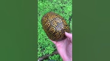 INSANE Box Turtle 🤯