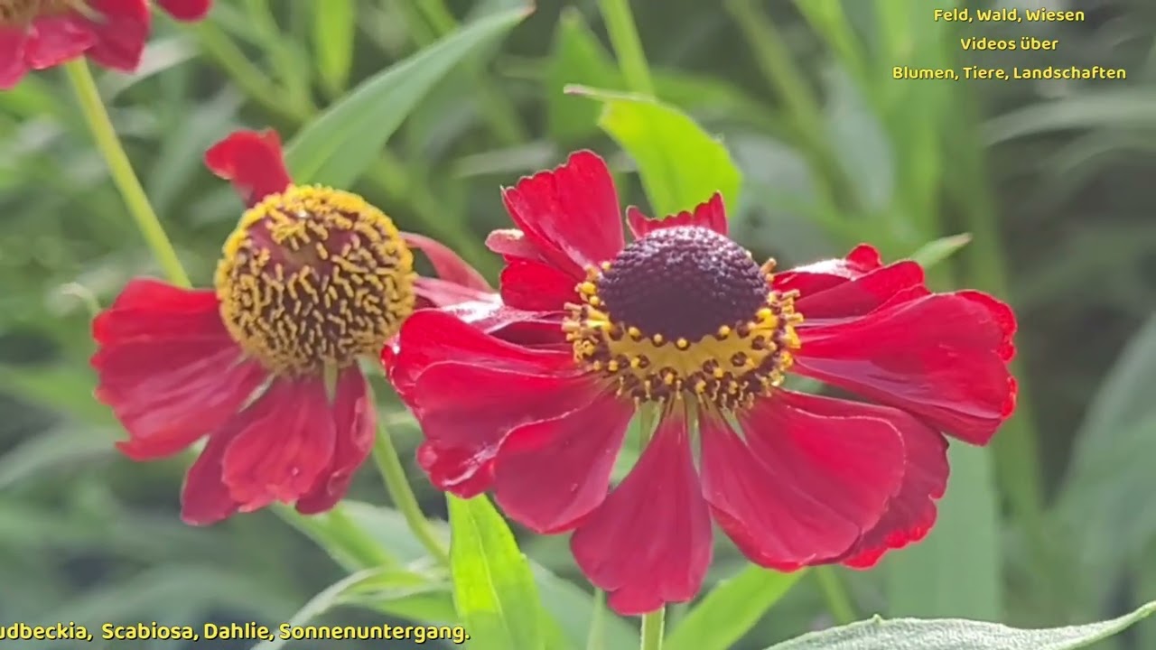 Anno 69     11 2025  Nelke, Rudbeckia, Scabiosa, Dahlie, Sonnenuntergang