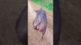 cerda cria #duroc #porcicultura #genética #countrylife #cerdo #negocio #emprendimiento