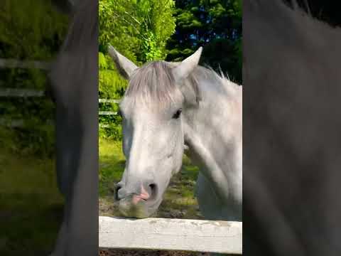 A Horse roaming the field in Northern Ireland