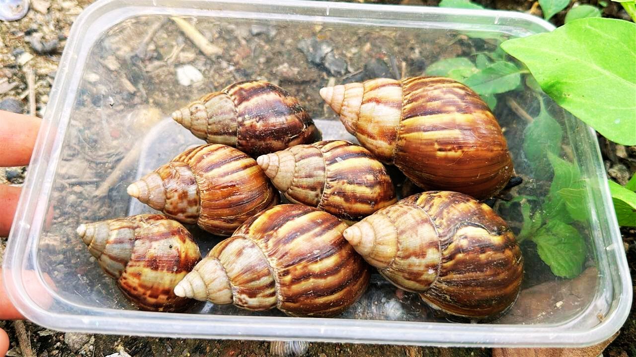 🔴WOW! GIANT SNAIL DISCOVERY‼️HUNTING BIG SNAILS IN THE WILD – AMAZING ADVENTURE🐌