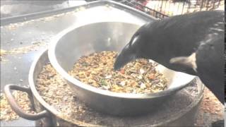 Feeding A Pet Raven