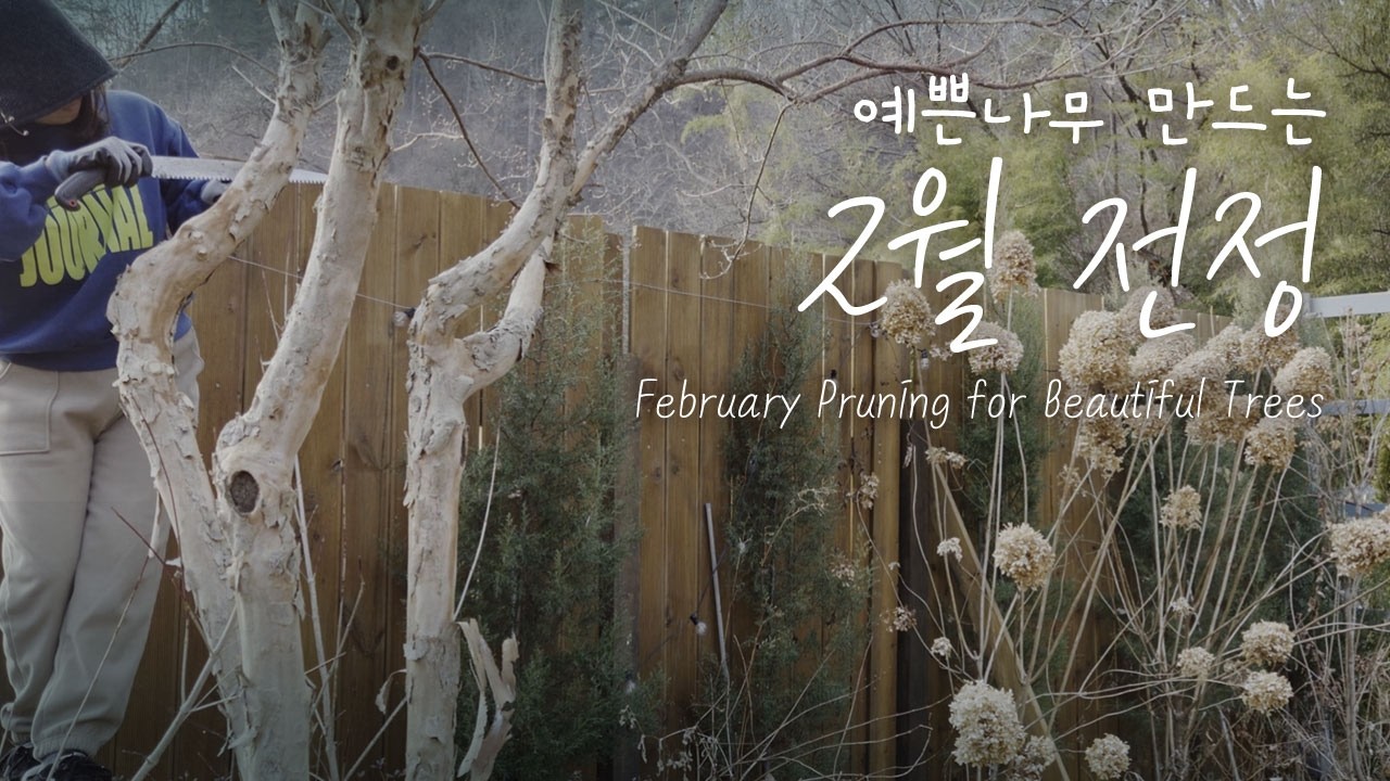 꼭 알아야 할 2월 전정 이야기! 강전정 vs 약전정 / 이 나무는 절대 자르지 마세요!