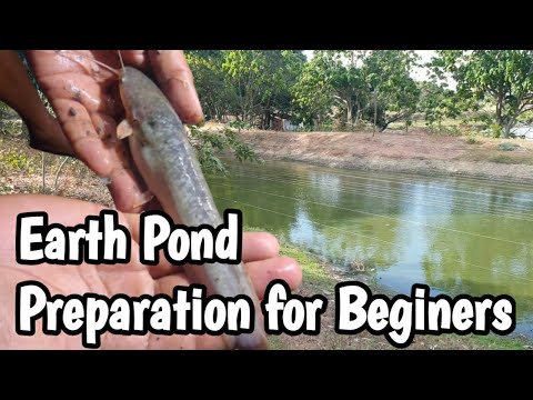 Epektibong Paraan ng paghahanda ng Eart Pond para sa aalagang Hito Fingerlings for Beginers