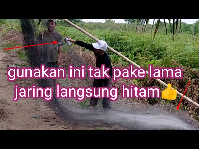 Solusi menghitamkan jaring cepat dan praktis#jasmanchannel New class=