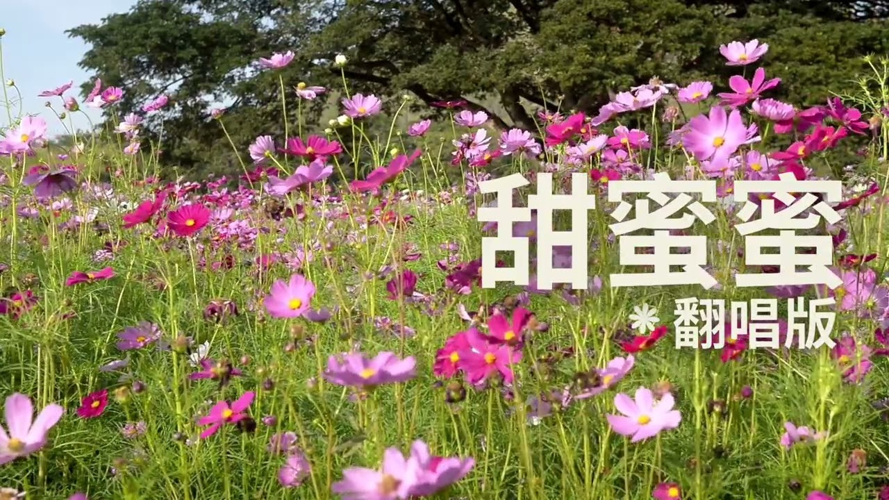 🎵 甜蜜蜜 (翻唱版)｜原唱：邓丽君