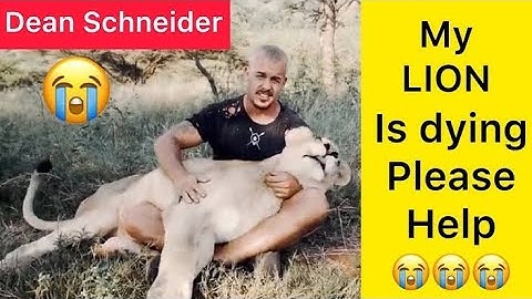 When DEAN SCHNEIDER Lion was not well 😔 😔 - Hakuna mipaka Oasis - Part of the Lion Pride