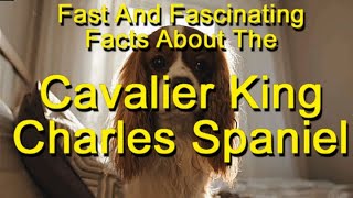 Fast and Fascinating Facts About Cavalier King Charles Spaniels