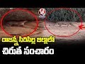 Leopard caught on camera in Telangana, video goes viral