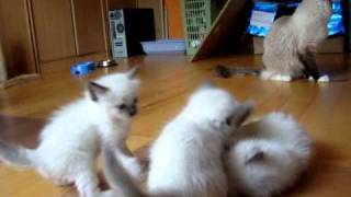 Małe ragdolle się bawią | 5week ragdoll kittens playing / Hodowla Kotów Rasowych AmiVanDolls