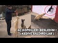 AÇ KÖPEKLERİ BESLEDİM 2 !!! ( KEDİYE SALDIRDILAR )