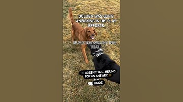 Fascinating Dog Body Language  #dogtraining101