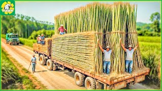 Farming Documentary 🎋 Harvest Bamboo - From Bamboo Farming to Toothbrush Factory