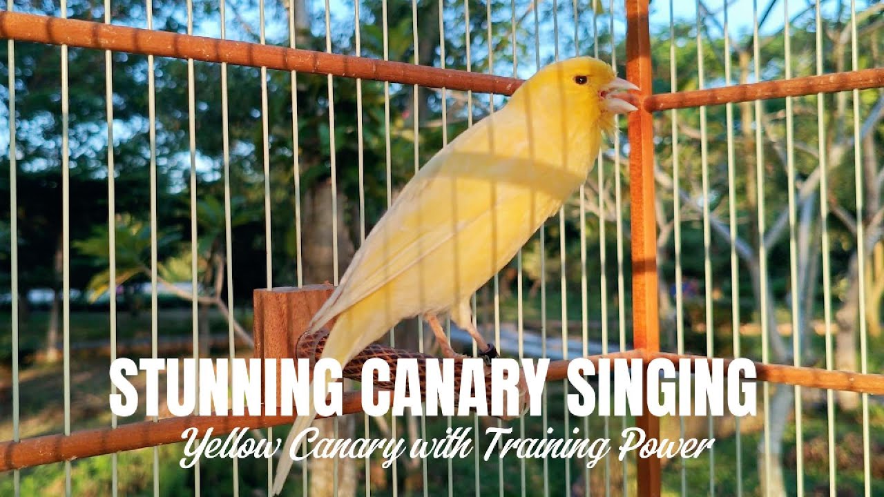 Stunning Canary Singing Yellow Canary With Training Power Photo Inspiration