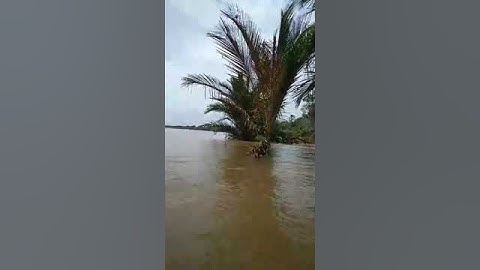 Pohon Nipah ditarik oleh mahluk sungai #shorts #sungaikapuas