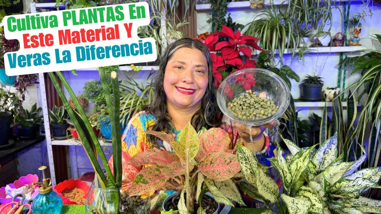 Diferencias De Cultivar Plantas En LECA o TIERRA Y BENEFICIOS