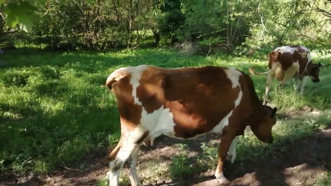 27 мая 2020 г.Столько всего случилось!Голова идет кругом! - YouTube