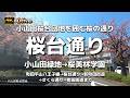 【ドライブ4K】【桜台通り～小山田桜台団地を囲む桜の通り】【小山田緑地→桜美林学園】【町田平山八王子線→桜台通り→新町田街道→さくら通り→町田街道まで】【忠生スポーツ公園】【大泉寺】