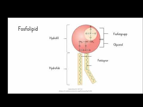 Video: Bio- Och Kemokatalysskaskader Som En Bro Mellan Biologi Och Kemi För Grön Polymersyntes