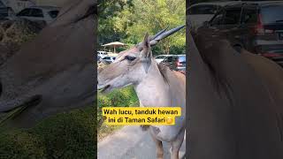 Wah unik, sayang binatang di taman safari bogor😊
