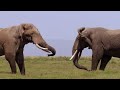 How Elephants Survive The Great Migration | BBC Documentary