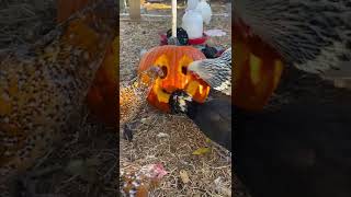 Can Chickens Carve a Pumpkin?!