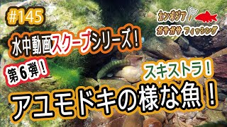 水中動画スクープシリーズ第6弾！メコンの水中アユモドキの様な魚スキストラ！Schistura (NEMACHEILIDAE)