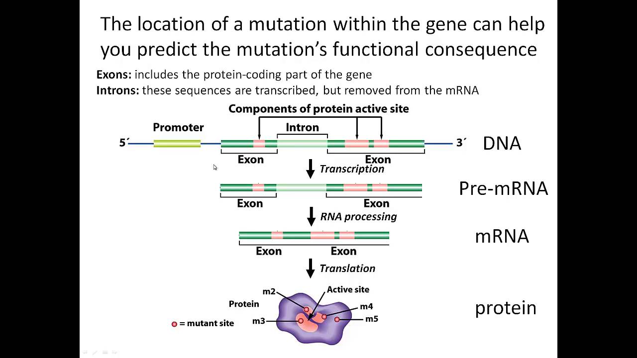 Molecular basis of genetic change - YouTube
