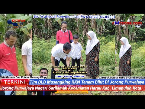 Tim BLD Musangking RKN Tanam Bibit di Jorong Purwajaya, Sarilamak