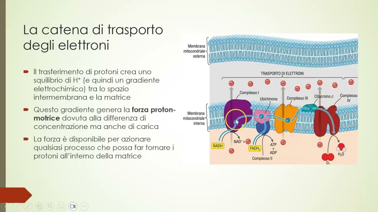 3.6 La fosforilazione ossidativa