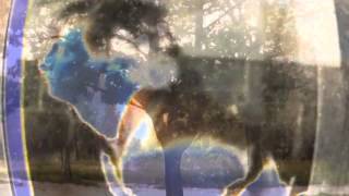 Video thumbnail of "dogs in trees - anhedonia"