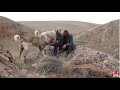 PANTER KANGAL FİLİZ & ATLAS (BARIŞ ÇİÇEK)