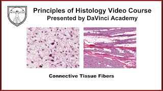 Connective Tissue Fibers Histology [Connective Tissue Histology Part 1 of 3]