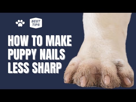 How To Make Puppy Nails Less Sharp  | Scientific Ways Puppy Nail Trimming & Stop Bleeding - YouTube
