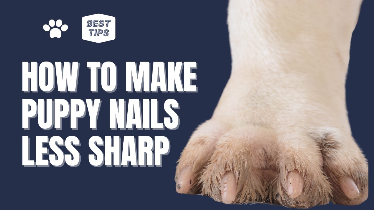 How To Make Puppy Nails Less Sharp | Scientific Ways Puppy Nail Trimming &  Stop Bleeding - YouTube
