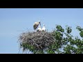 ПОВОРОТНЫЕ АИСТЫ. STORKS IN BELARUS