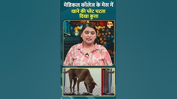 मेडिकल कॉलेज के मेस में खाने की प्लेट चटता दिखा कुत्ता #shorts #short