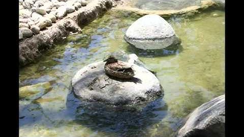 Wondershare DVD Slideshow Builder (sample video for review)