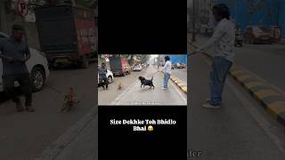 Size Dekhke Toh Bhidlo Bhai #dog #rottweiler #minpin #shorts #shortvideo #viral #pets #funny