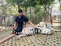 Acariciando un tigre 🐯