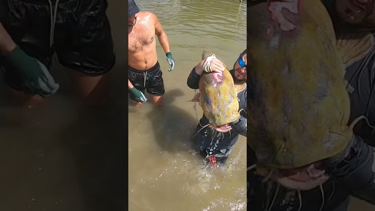 Wrestling a MASSIVE Catfish‼️ #fishing #catfishnoodling #texas