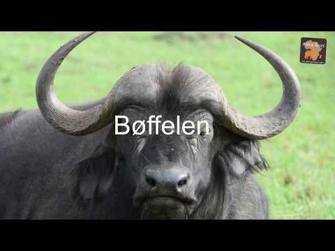 Video: Forskellen Mellem Vandbøffel Og Bøffel