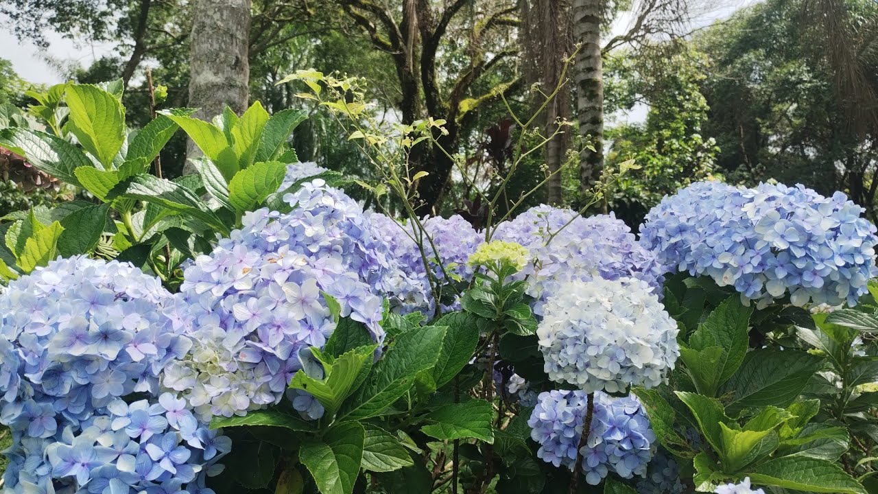 Músicas Clássicas para Harmonização | Evangelho no Lar | Oração | Instrumental Piano