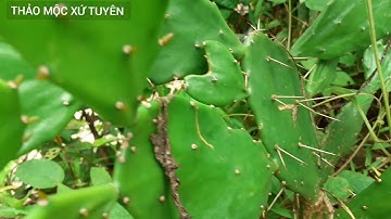 chữa đau lưng đau nhức xương khớp đơn giản và hiệu quả bằng Xương rồng tai thỏ | THẢO MỘC XỨ TUYÊN