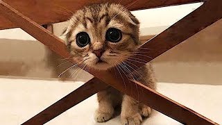 Funny fluffies / Funny moments with animals 2023 / #15