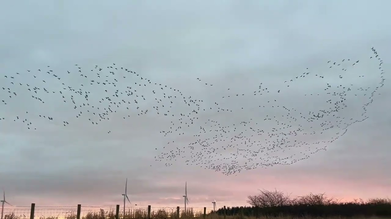 A Weekend birding in Northumberland